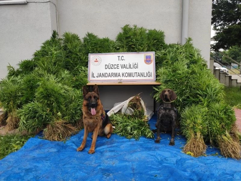 Jandarma ekipleri 24 bin 673 kök kenevir ele geçirdi
