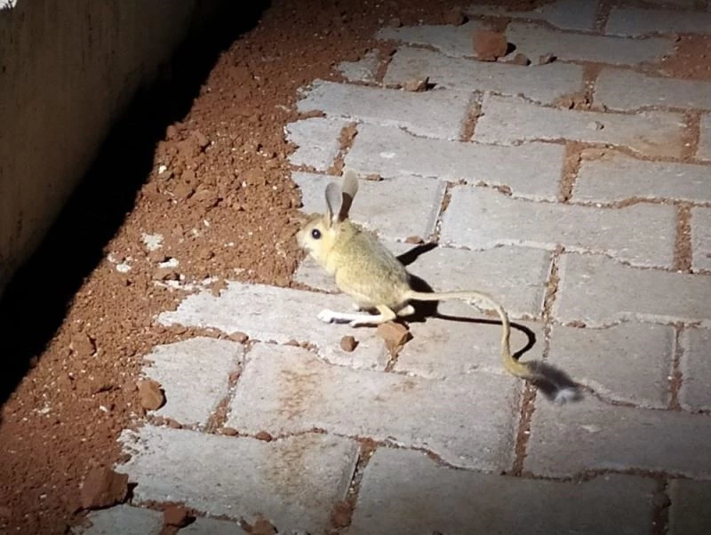 Dünyanın en ilginç hayvanlarından kanguru faresi Adıyaman’da görüldü
