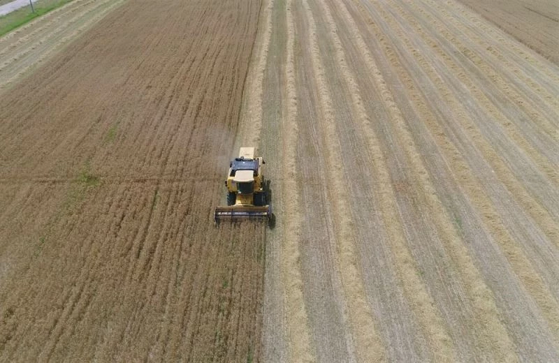 Dolu yağışları buğday ve arpa verimini yarı yarıya düşürdü
