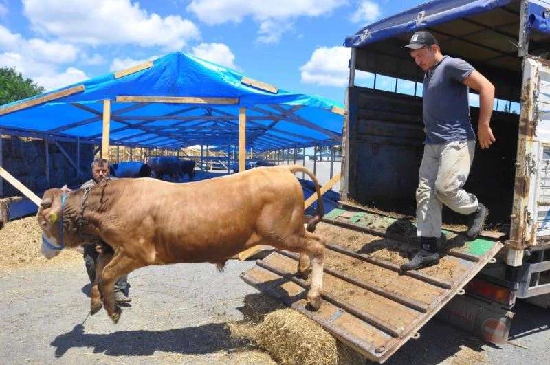 Pandemi nedeniyle kurban pazarlığı 
