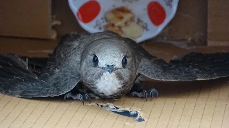 Odaya giren ebabil kuşu görenleri şaşkına çevirdi
