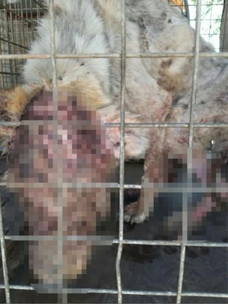 Ceyhan’da hayvanseverleri üzen görüntü
