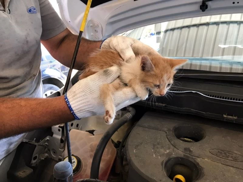 Elazığ’da aracın far kısmına girip sıkışan yavru kedi kurtarıldı
