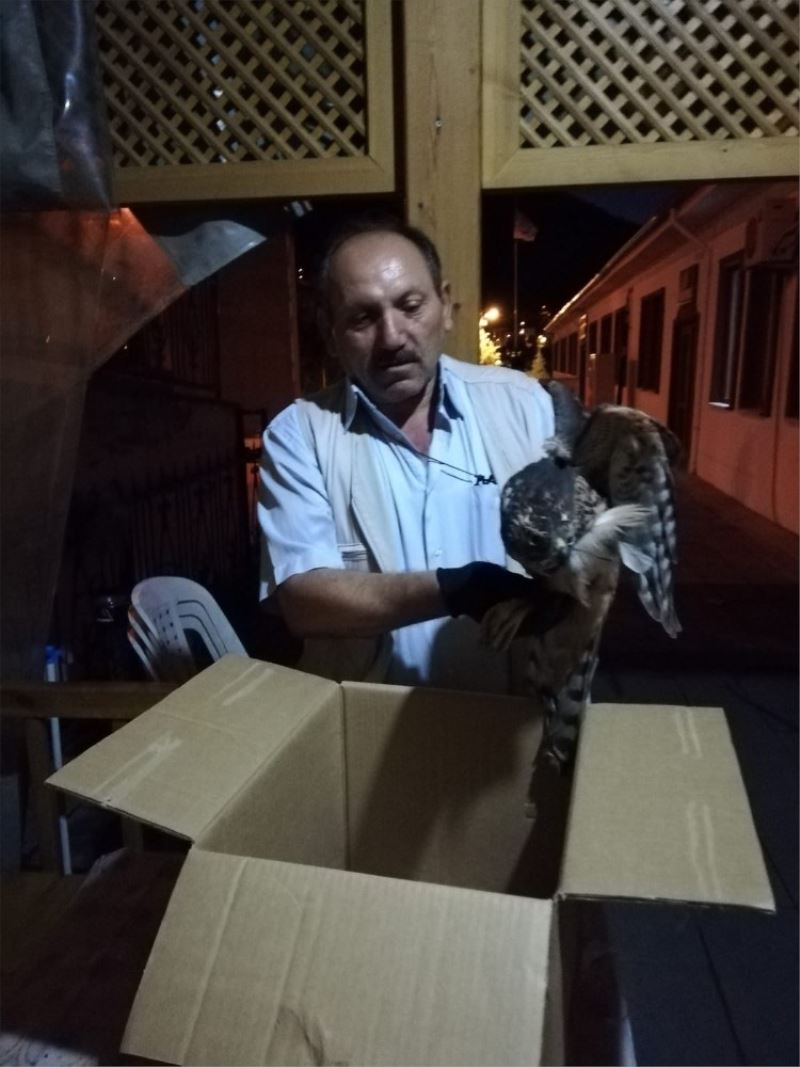 Kargaların saldırısına uğrayan atmaca, balkon masasının altına sığındı
