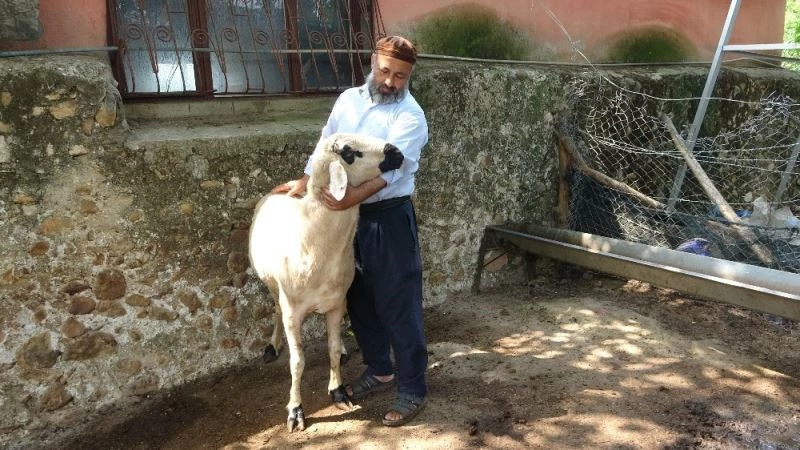 Bu koç, kilo ve fiyatta akranlarını üçe katladı
