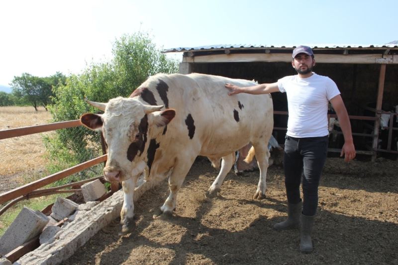 Isparta’da 1.3 tonluk boğa 30 bin TL’ye alıcısını bekliyor
