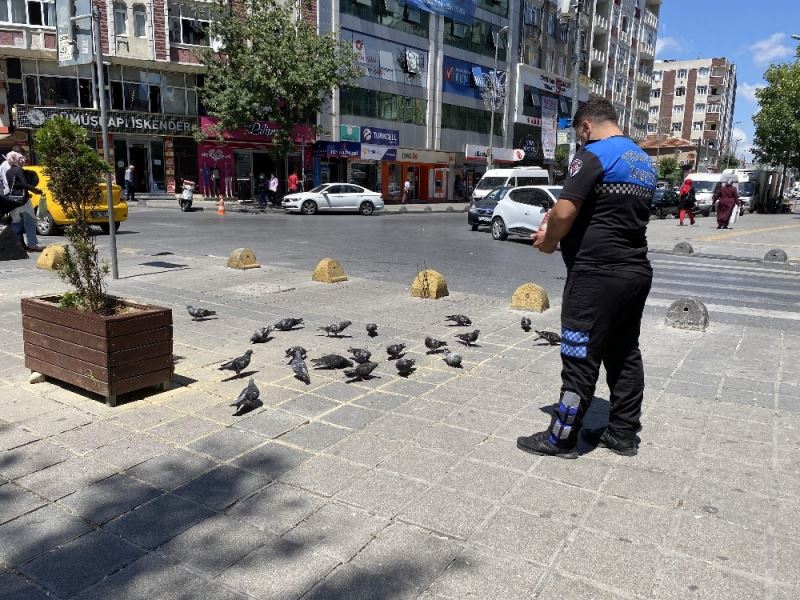 Meydanları mesken tutan güvercinleri zabıta besledi
