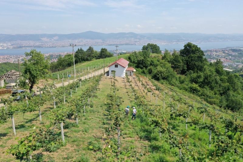 Emekli işçi, hibe desteği ile boş arazisine diktiği kivilerden 50 ton ürün aldı
