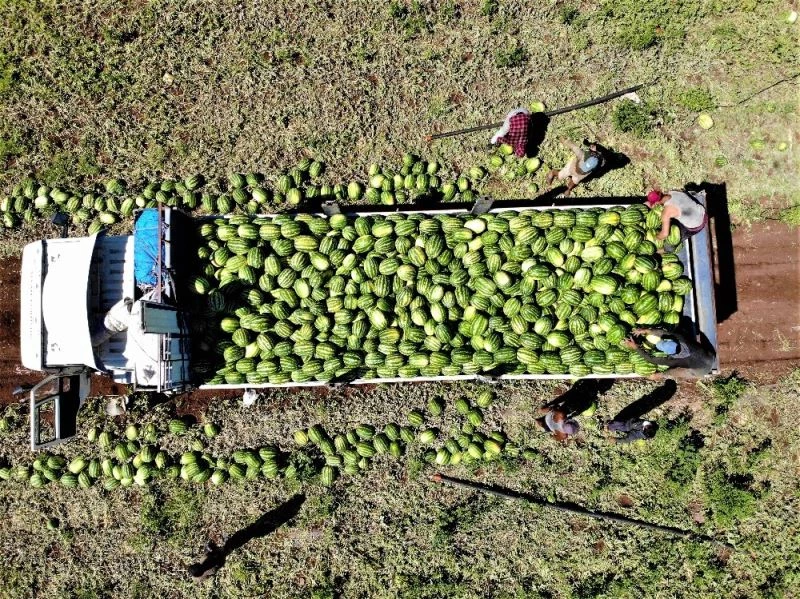 Tescilli Diyarbakır karpuzunda hasat zamanı
