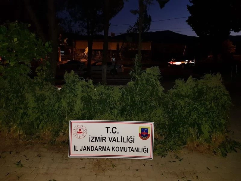 İzmir’de 3 bin 574 kök Hint keneviri ele geçirildi
