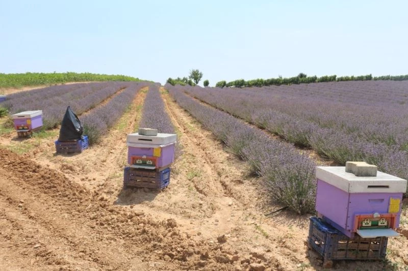 Lavanta üretimini arttırma çalışmaları
