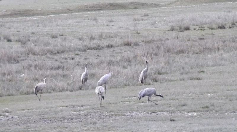 Erzincan’da turnalar görüntülendi
