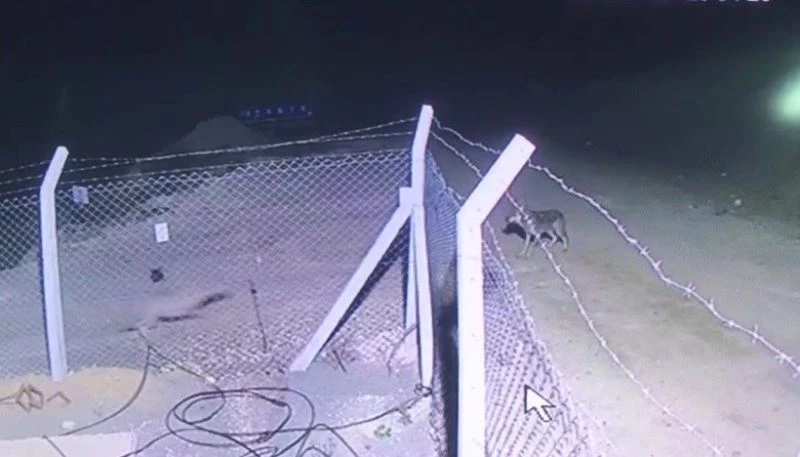 Kurt sürüsünün ortasında kalan tavşan ölümden kıl payı kurtuldu
