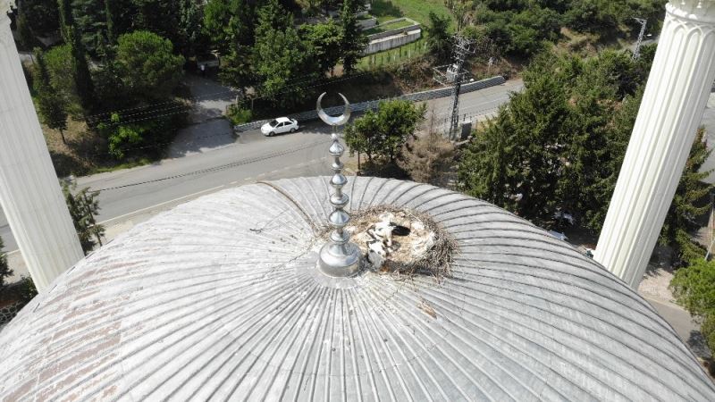 (Özel) Yapıldığı günden beri leyleklerin yuvası Değirmendere Camii görüntülendi
