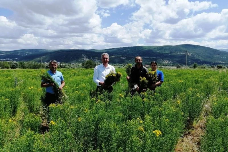 Gümüşhane’de otun şahı olan sarı kantaronda hasat başladı
