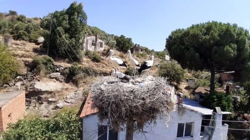 Doğa sevenler sakatlanan leylek yavrusu için seferber oldu
