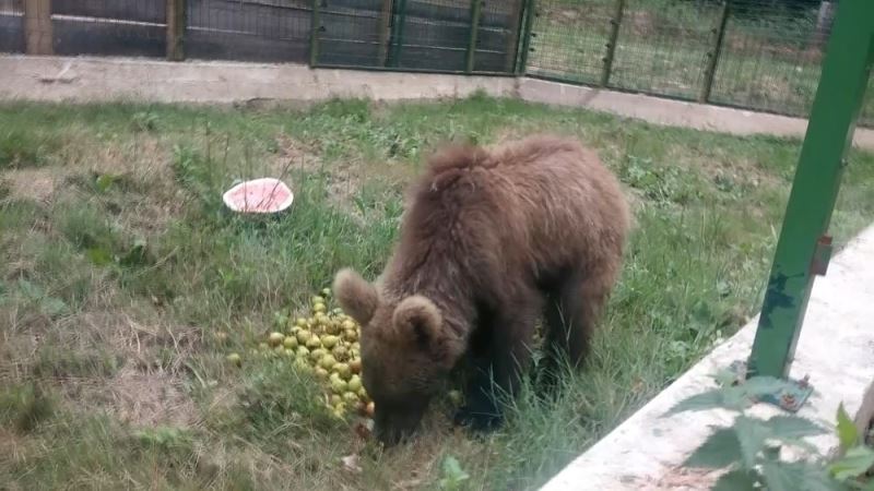 Doğal ortamda şifa buluyorlar
