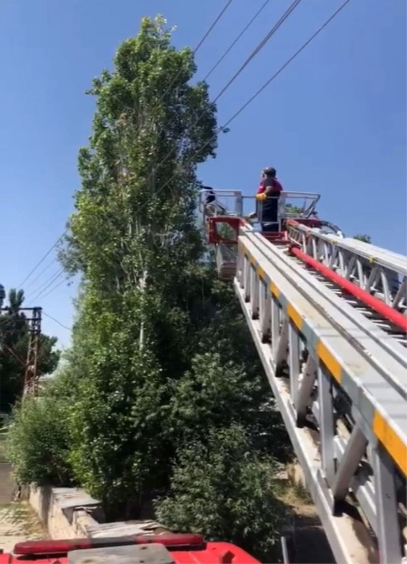 Ağaçta mahsur kalan kargayı itfaiye ekibi kurtardı
