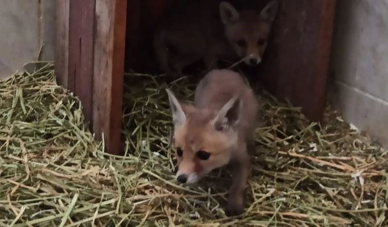 Tedavileri biten yavru tilkiler doğaya bırakıldı
