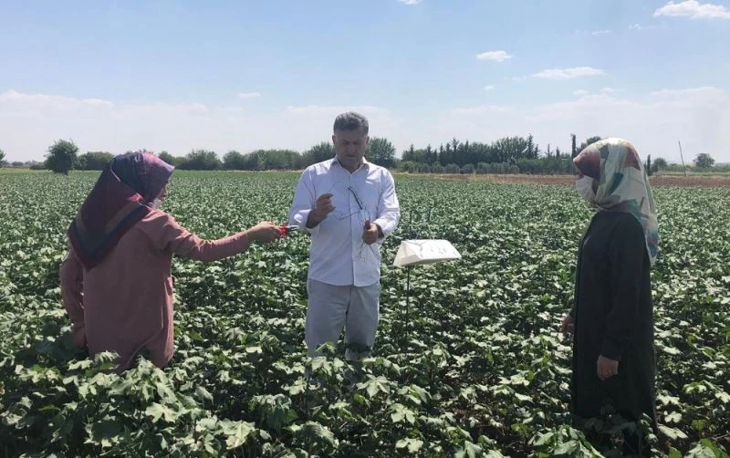 Pamuğu tehdit eden zararlılara karşı tuzaklı önlem
