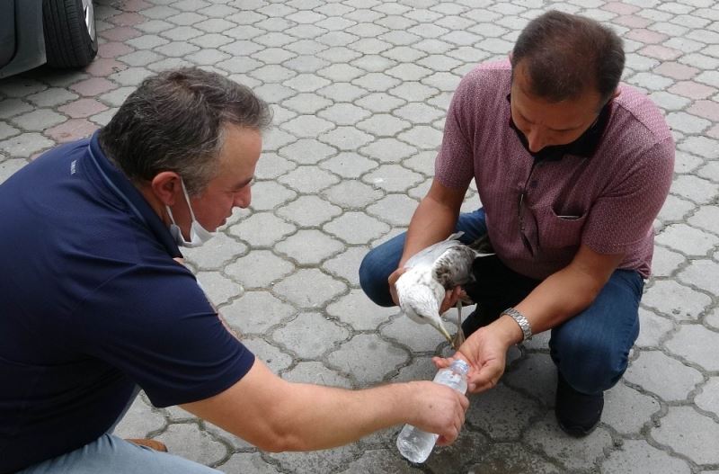 Uçamayan martıya polis şefkati
