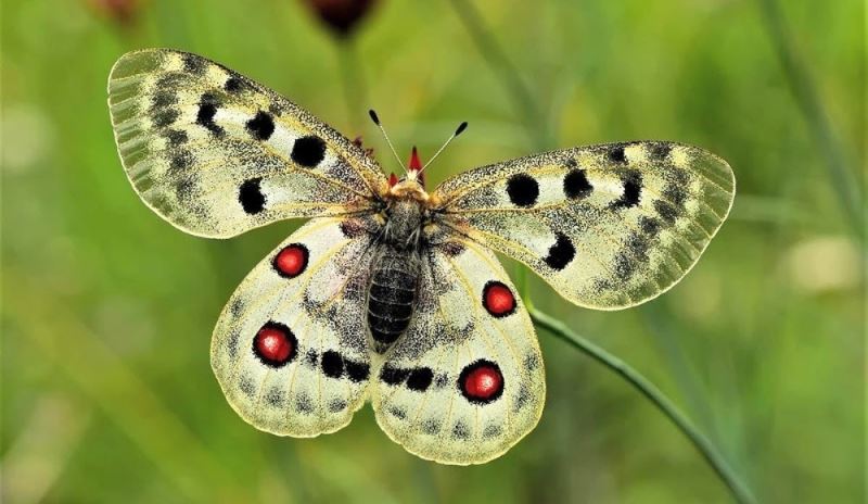 (Özel) Uludağ’ın zirvesindeki kelebekler görenleri hayran bıraktı
