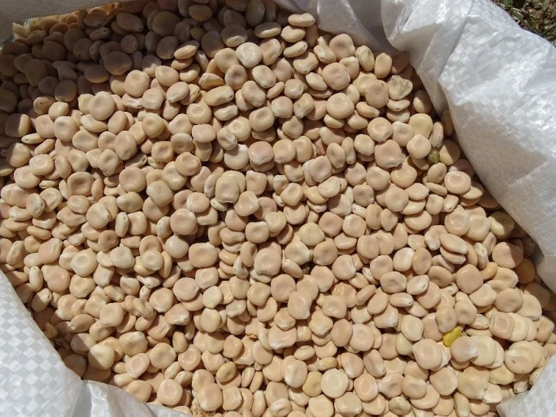 ‘Acı bakla’ tarla günü etkinliği
