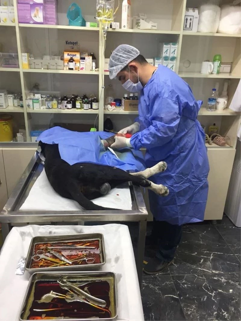 Trafik kazasında yaralanan köpeğin ayağına platin takıldı
