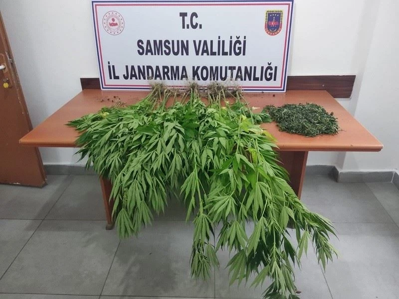 Samsun’da 392 kök kenevir 7 kilo 886 gram kubar esrar ele geçirildi
