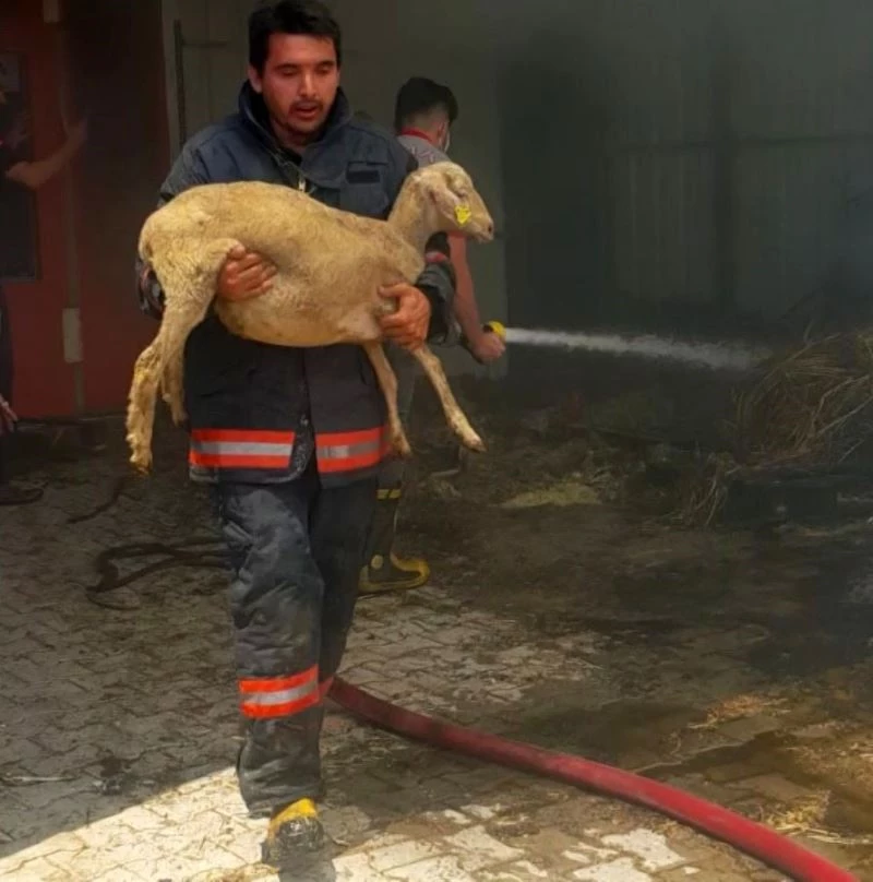 İtfaiye ekipleri kurbanlık koyunları kucaklayarak kurtardı
