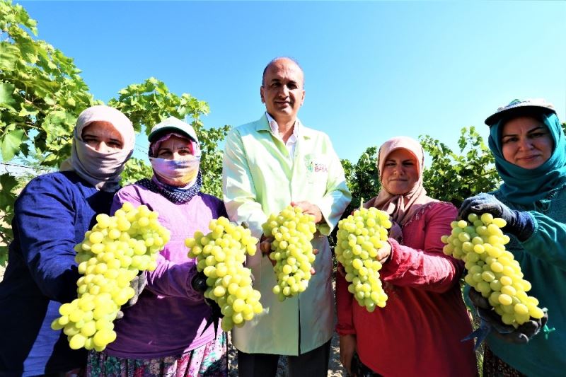 İhracat üzümünde ilk makas Manisa’da vuruldu
