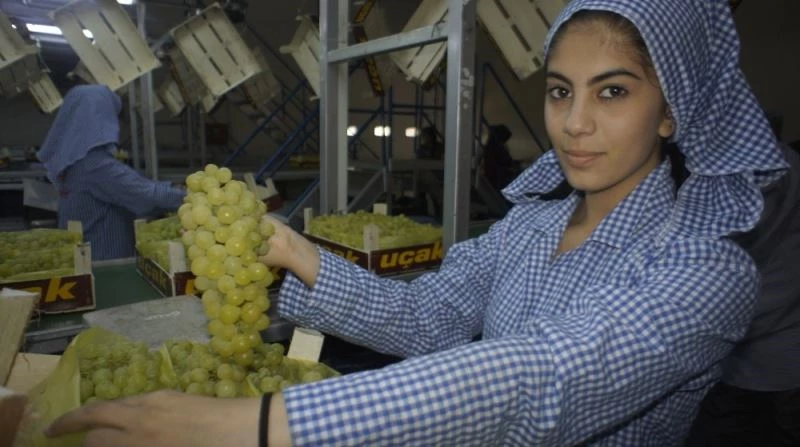 Superior Seedless çeşidi sofralık üzümün ihracat yolculuğu 22 Temmuz’da başlıyor
