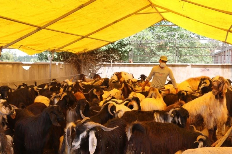 (Özel) Kurban pazarında keçiye talep arttı
