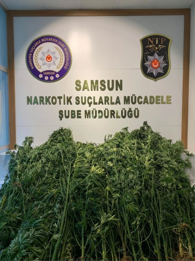 Samsun’da 124 kök kenevirle yakalanan bir kişi gözaltına alındı
