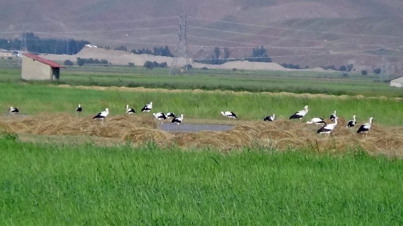 Leylekler Yüksekova’yı sevdi
