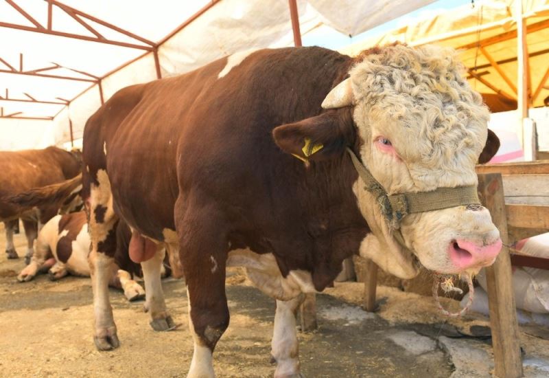 Kurbanlık pazarının 1 ton 200 kiloluk paşası alıcısını bekliyor
