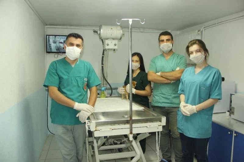 Yapışık dördüz kedi yavrularına cerrahi operasyon
