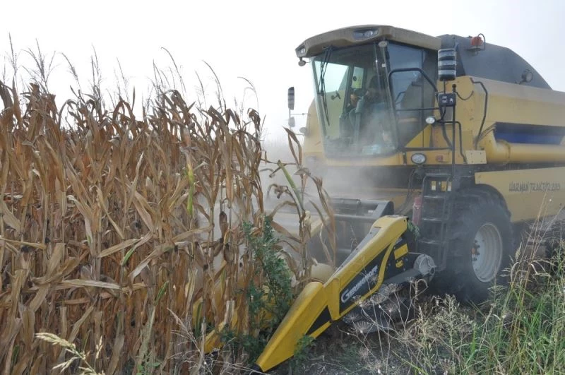 Mısırda müdahale alım fiyatı beklentisi
