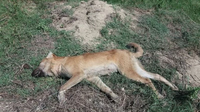 Tarsus’ta 4 köpeği zehirlediler
