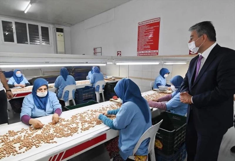 Vali Yılmaz, yer fıstığı fabrikalarını ziyaret etti