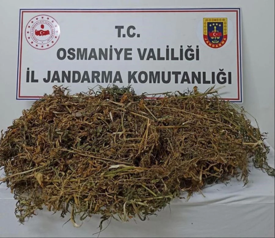 JANDARMADAN KENEVİR OPERASYONU 2 GÖZALTI