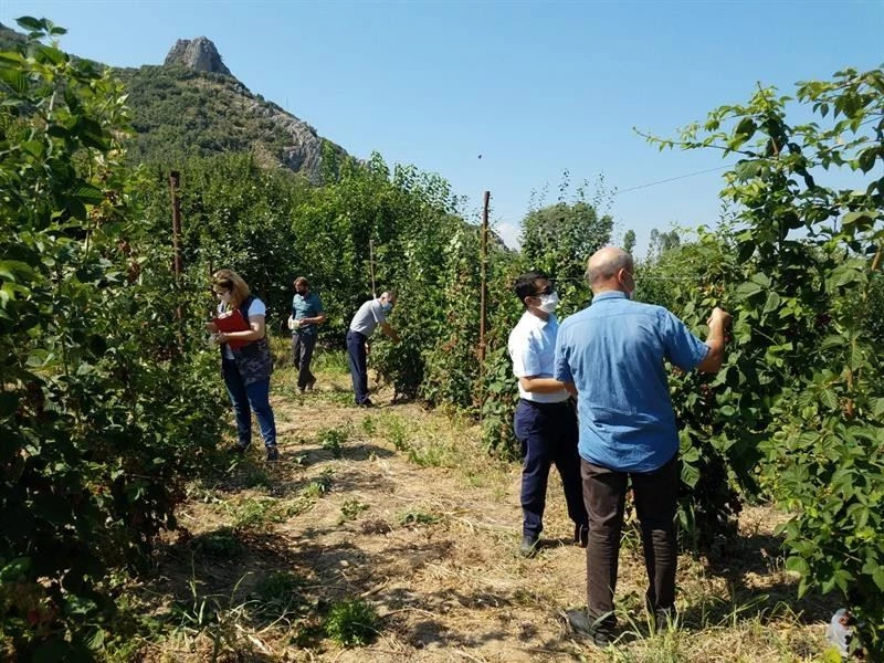 Eğirdir’de böğürtlen demonstrasyonu
