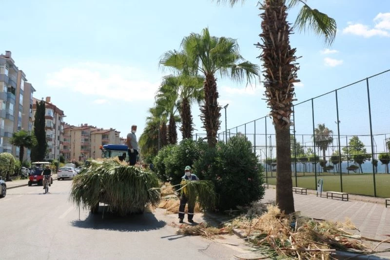 Karamürsel sahilindeki palmiyeler bakımdan geçti
