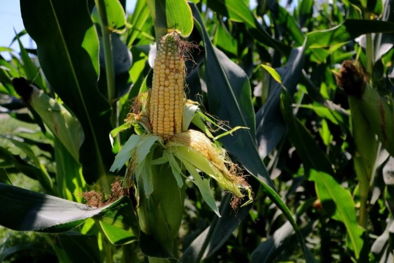 Mısır bayramdan sonra hasat bayramına hazırlanıyor
