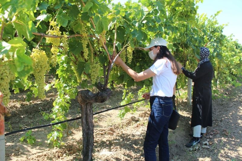 Alaşehir’de salkım güvesine karşı mesajlı uyarı
