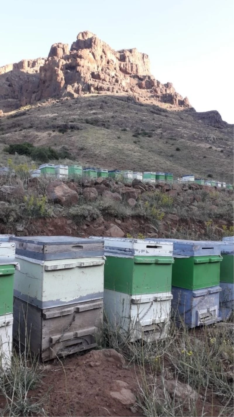 Arı kovanlarına ayı saldırısı
