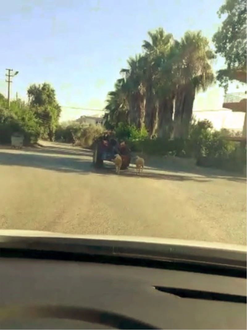 Kurbanlık koyunlara traktörlü eziyet
