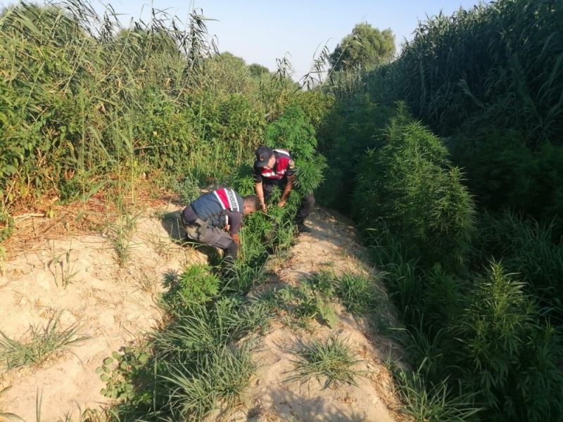 Manisa’da bugüne kadarki en büyük kenevir operasyonu
