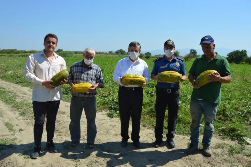 Manisa’da ‘Altınbaş Kavunu’nda hasat başladı
