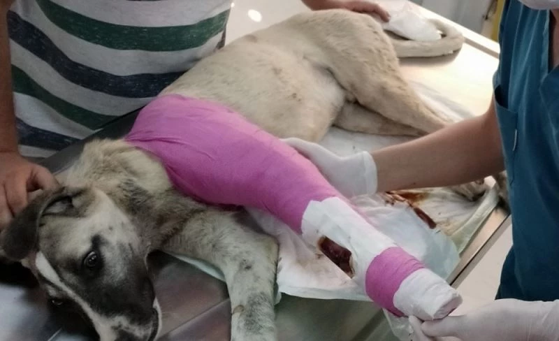 Edremit Belediyesi ömürlük yuvası oldu
